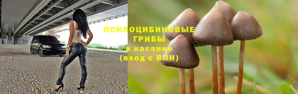 стафф Гусев